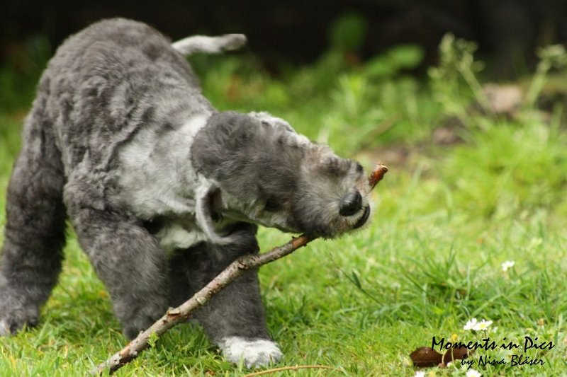 Antares 2009-07-12 (3).JPG